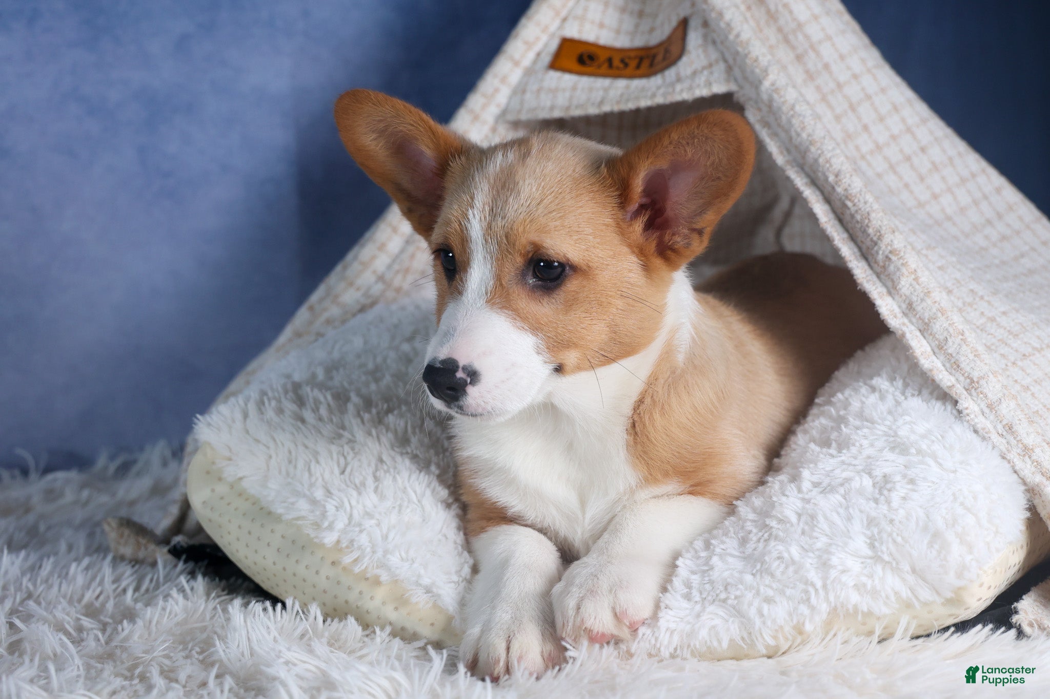 Welsh Corgi Pembroke dogs Mario - Ad 2