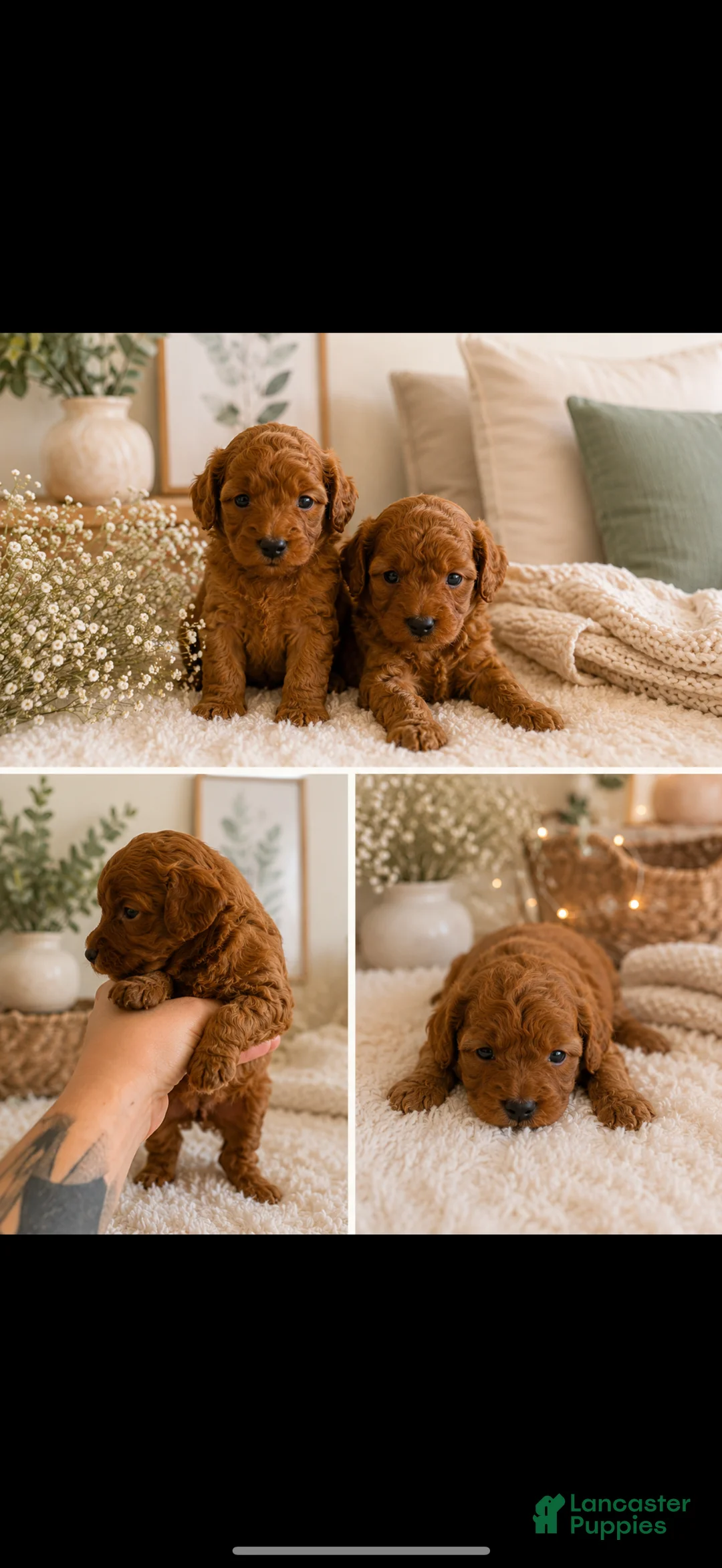 Toy Poodle dogs for sale: Toy Poodle 3 - Ad 2