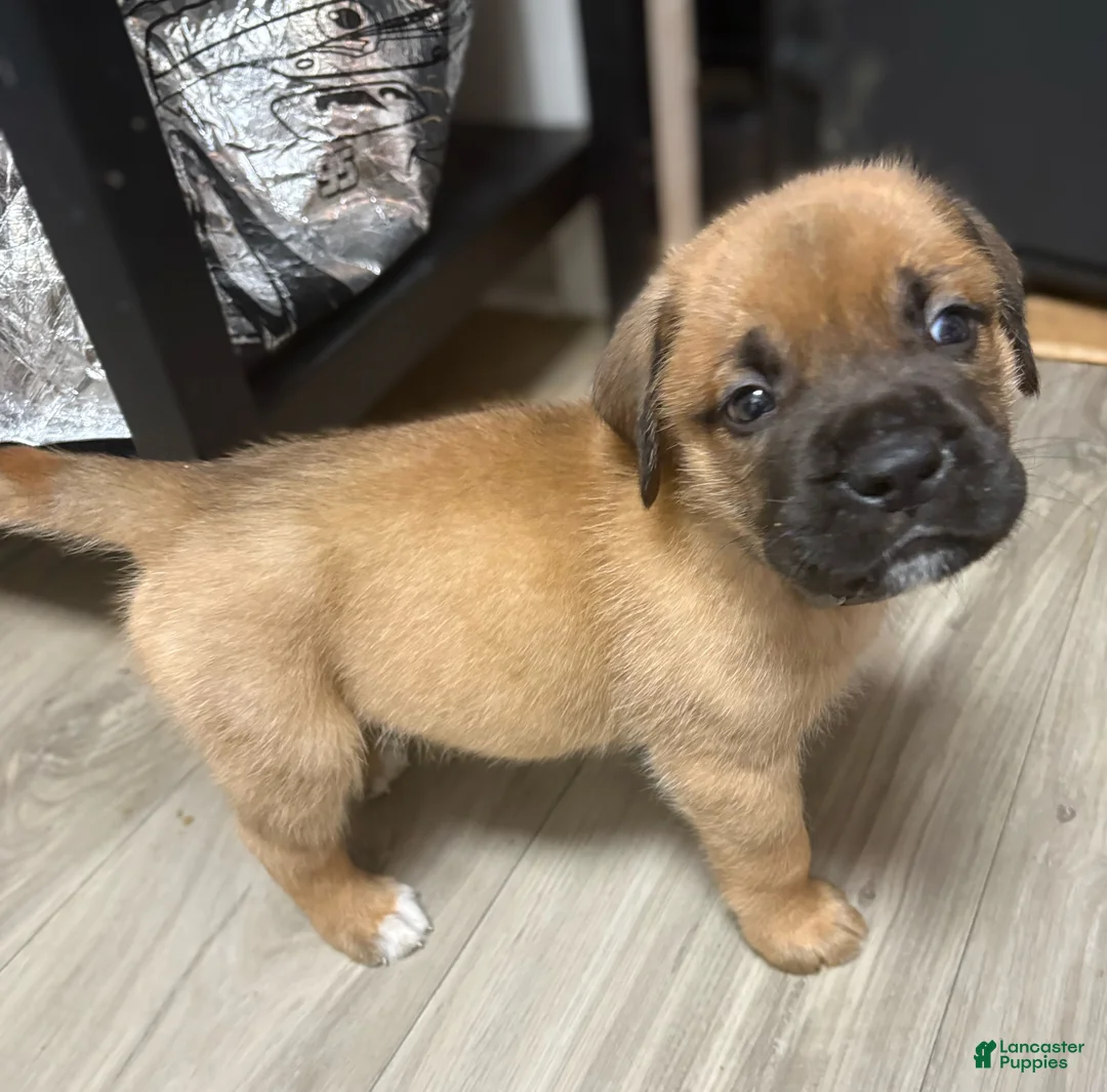 Mixed Breed dogs for sale: Grey - Ad 1