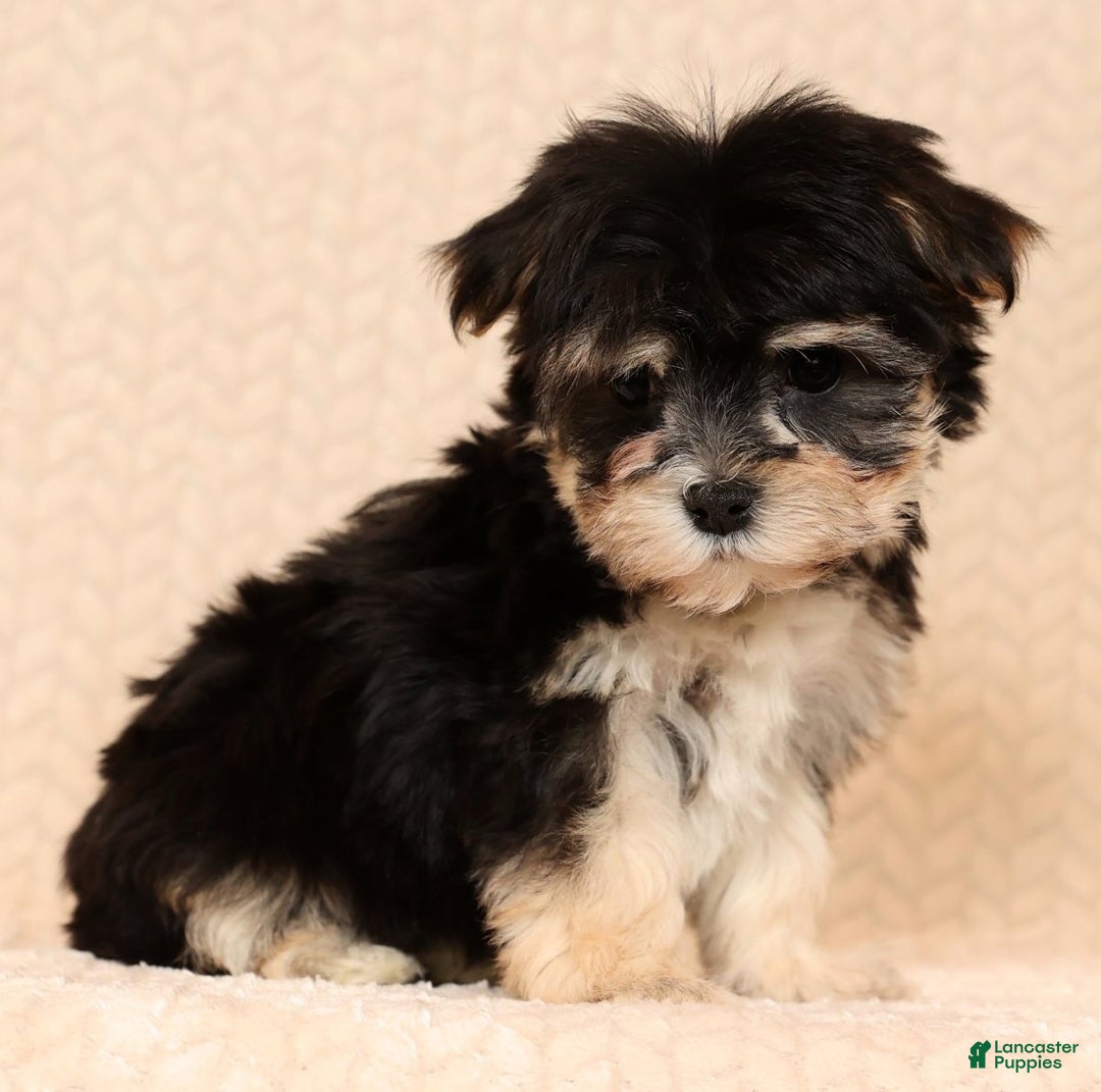 Yochon dogs for sale: Macy - Ad 4