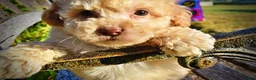 Havapoo dogs for sale: Luigi-Sale!!! - Ad 3
