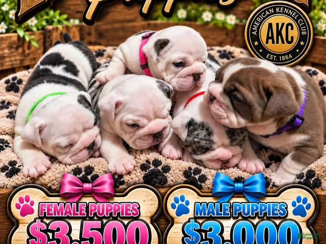 English Bulldog dogs for sale: English Bulldog 1 - Ad 10