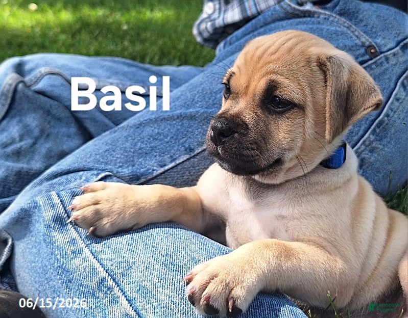 Jug dogs Basil - Ad 2