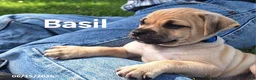 Jug dogs for sale: Basil - Ad 2