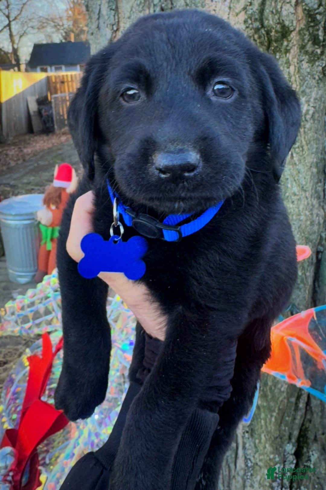 Labrador Retriever dogs for sale: Labrador Retriever Puppy 1 - Ad 16