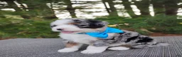 Bernedoodle dogs for sale: Cooper - Ad 5