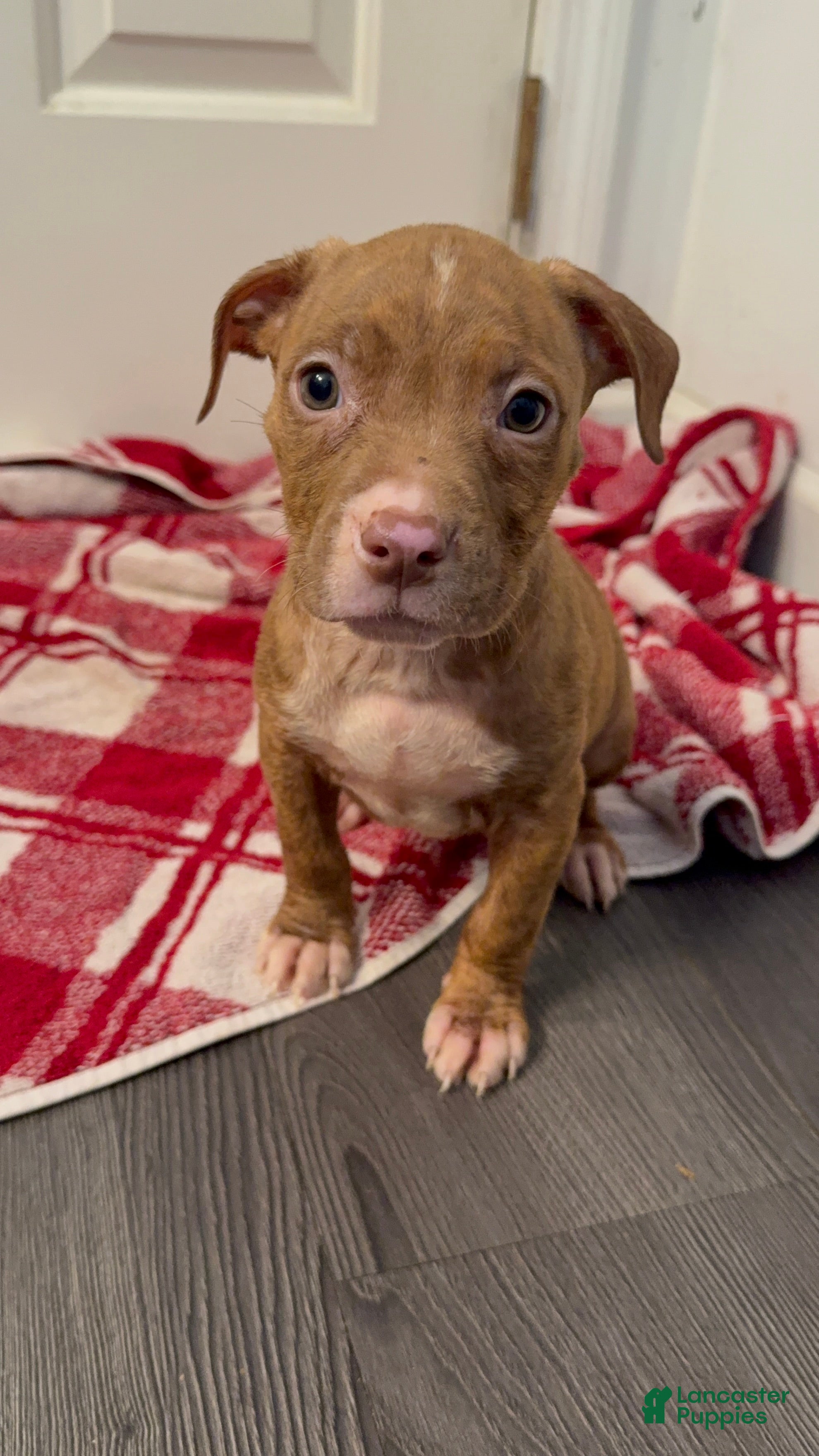American Pit Bull Terrier dogs American Pit Bull Terrier 3 - Ad 22