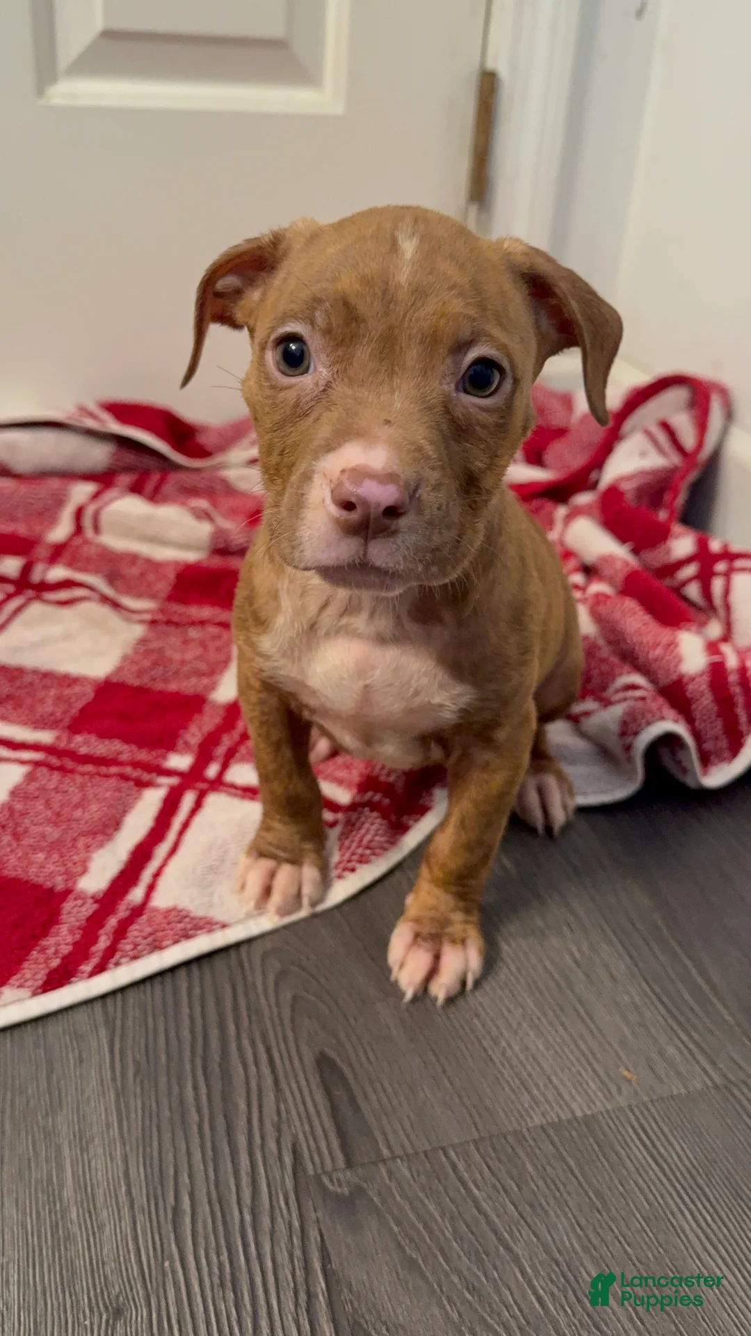 American Pit Bull Terrier dogs for sale: American Pit Bull Terrier 3 - Ad 1