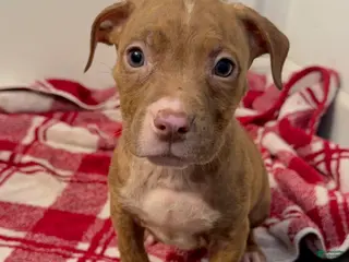 American Pit Bull Terrier dogs American Pit Bull Terrier 3 - Ad 16