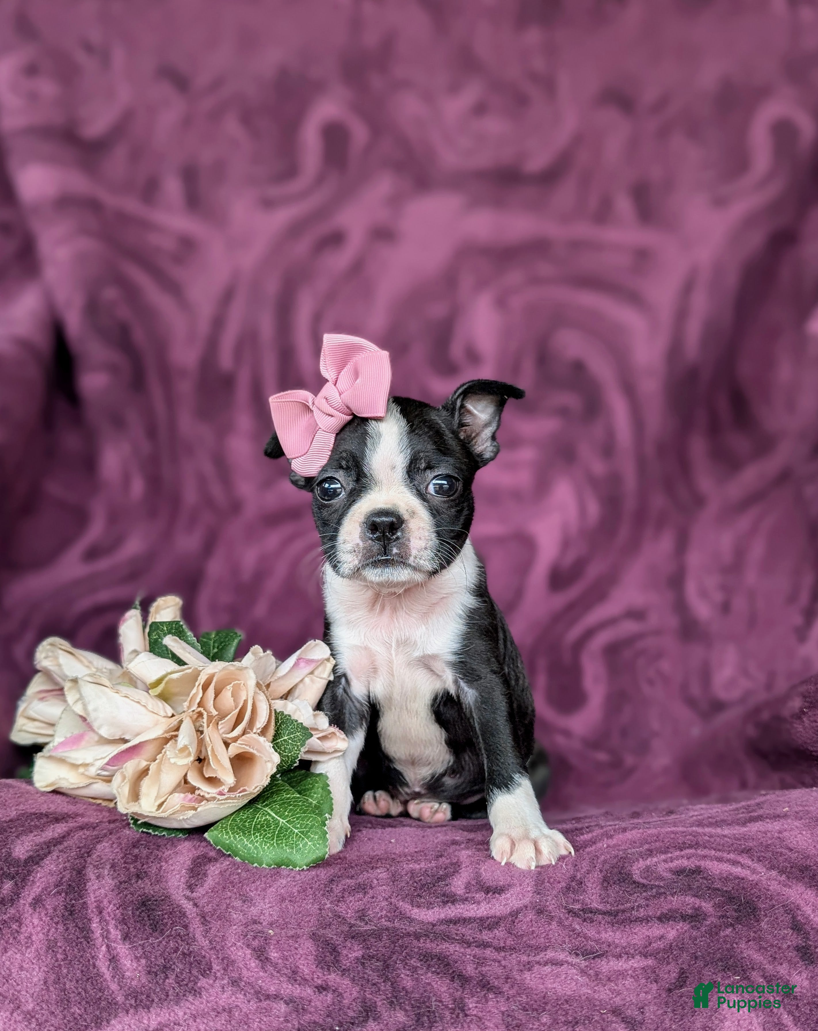 Boston Terrier dogs Eliza - Ad 2
