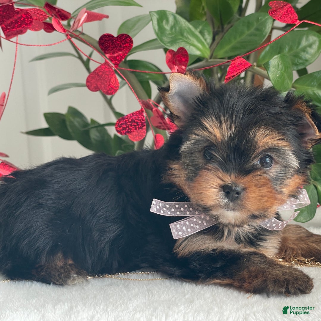 Yorkshire Terrier dogs for sale: Paisley - Ad 10