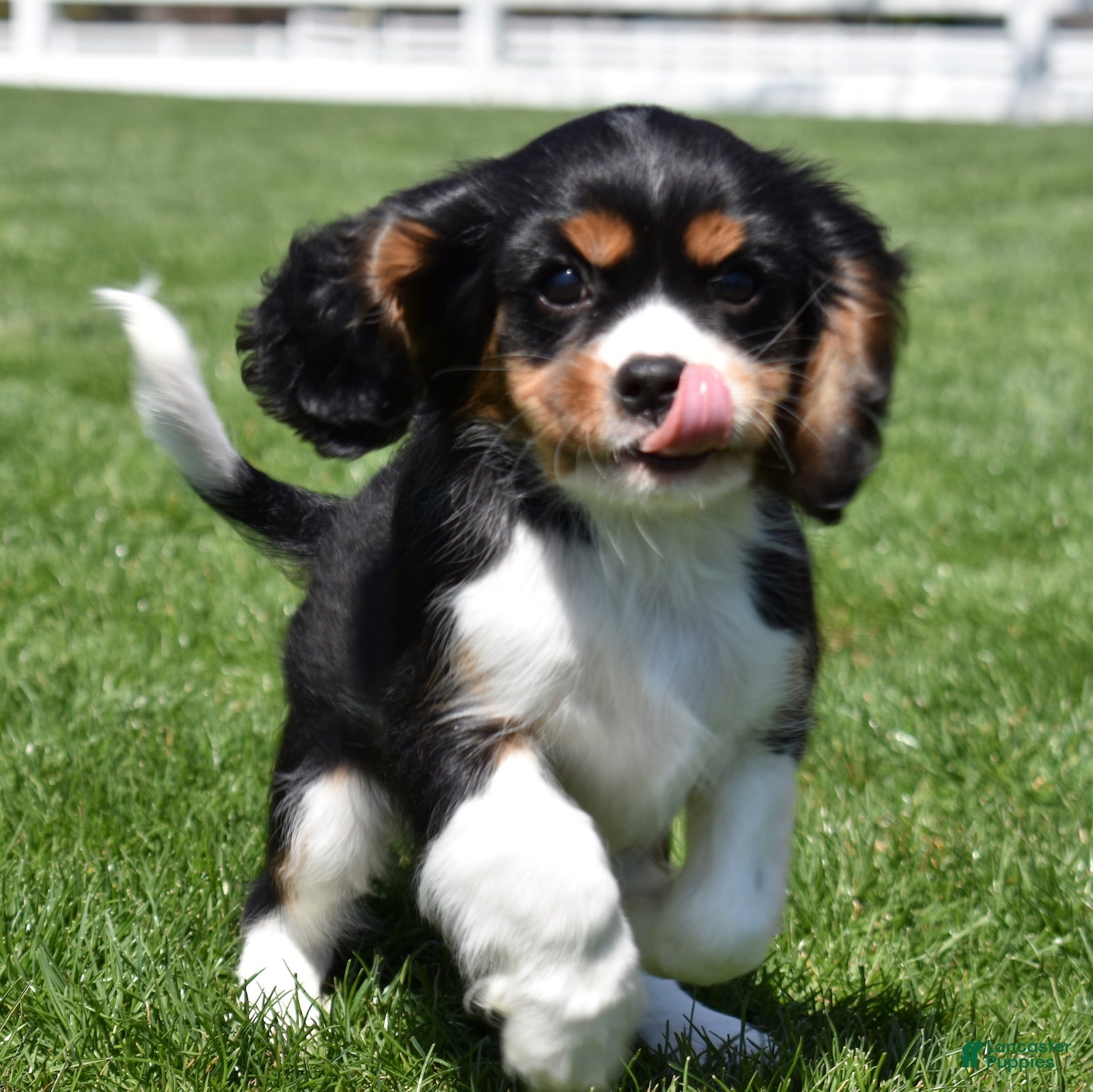 Cavalier King Charles Spaniel dogs Timber  - Ad 1