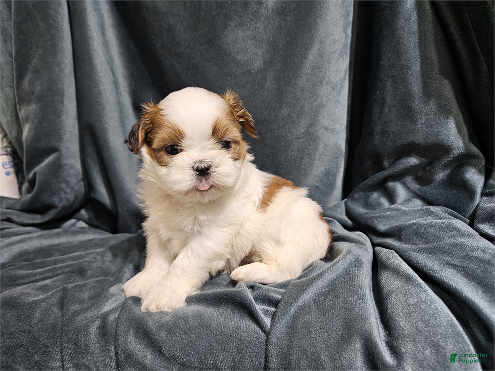 Mixed Breed dogs Mixed Breed Puppy 2 - Ad 39