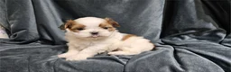 Mixed Breed dogs for sale: Mixed Breed Puppy 2 - Ad 1