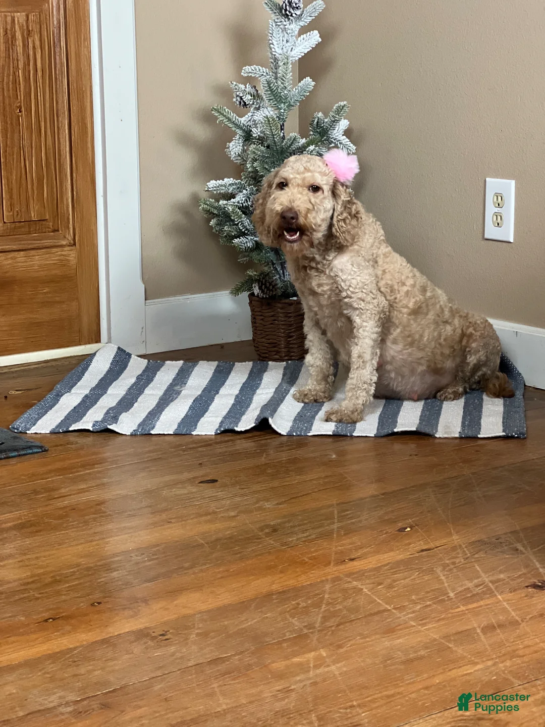 Goldendoodle dogs for sale: Goldendoodle Puppy 2 - Ad 5