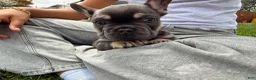 French Bulldog dogs for sale: French Bulldog Puppy  - Ad 5