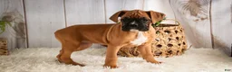 Boxer dogs for sale: Hazel - Ad 3