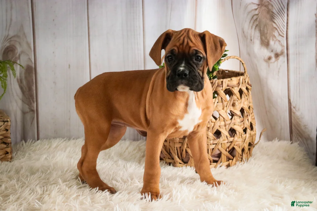 Boxer dogs for sale: Hazel - Ad 3