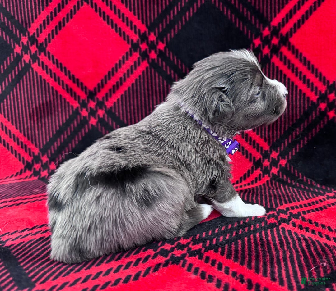 Australian Shepherd dogs for sale: Australian Shepherd Puppy - Purple Collar - Ad 5