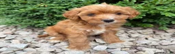 Cavapoo dogs for sale: Paul  - Ad 3