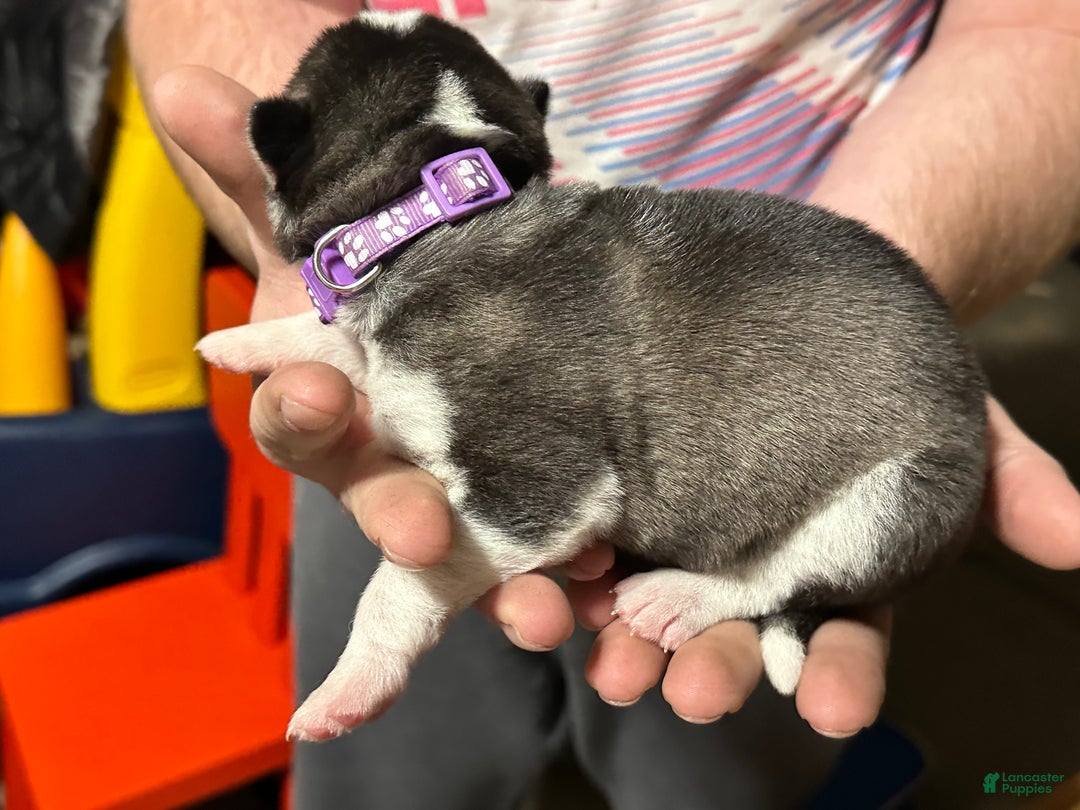 Siberian Husky dogs for sale: Siberian Husky Puppy 1 - Ad 3