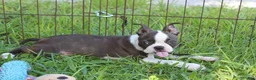 Boston Terrier dogs for sale: Lucy - Ad 9