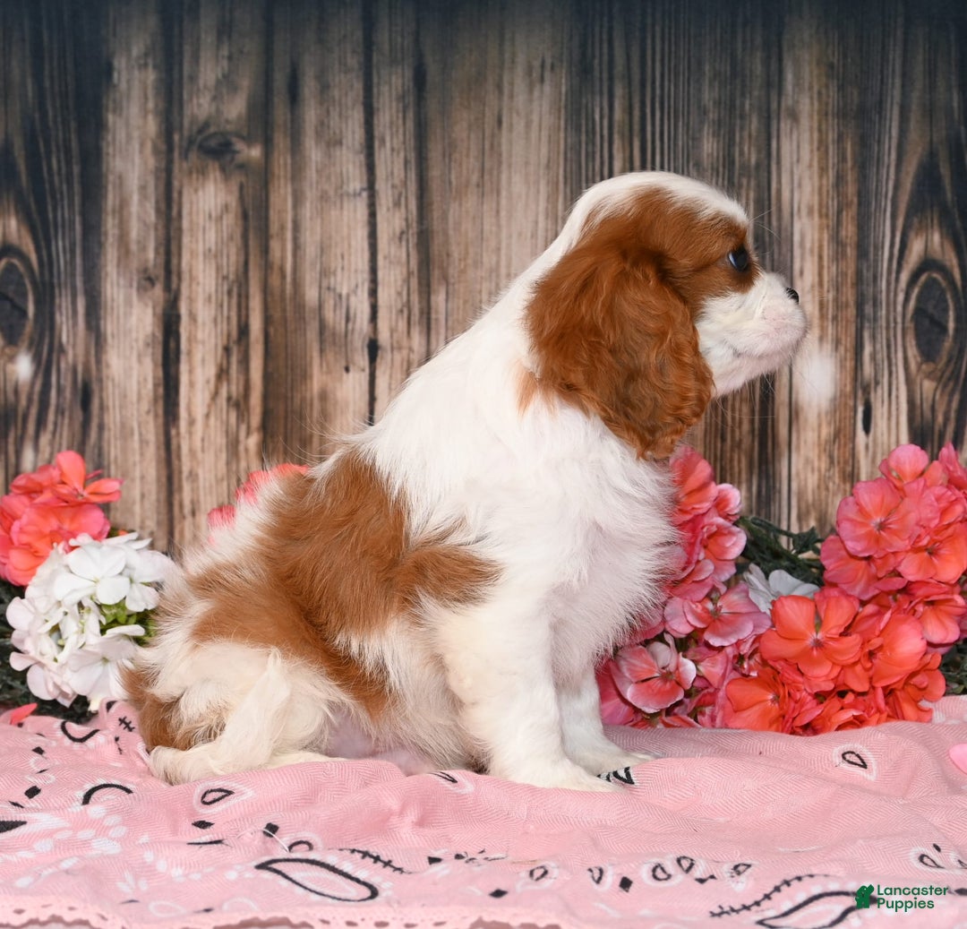 Cavalier King Charles Spaniel dogs for sale: Vegas - Ad 4
