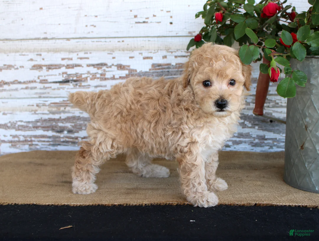 Miniature Poodle dogs for sale: Caramel - Ad 2