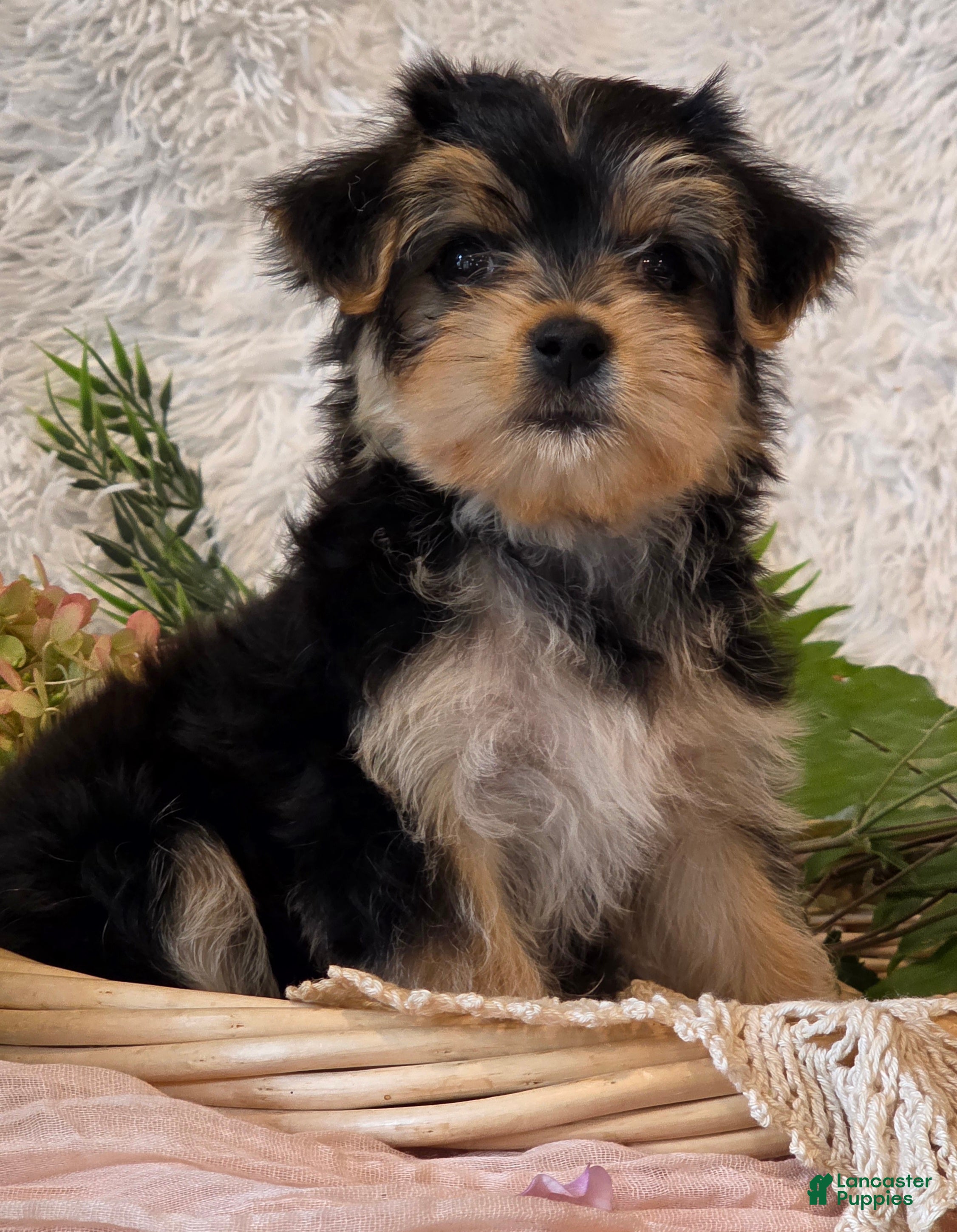 Morkie dogs Dixie - Ad 1
