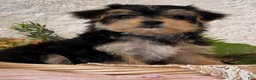 Morkie dogs for sale: Dixie - Ad 1