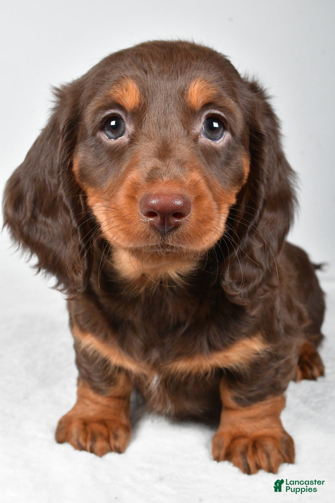 Miniature Dachshund dogs for sale: Anna - Ad 6