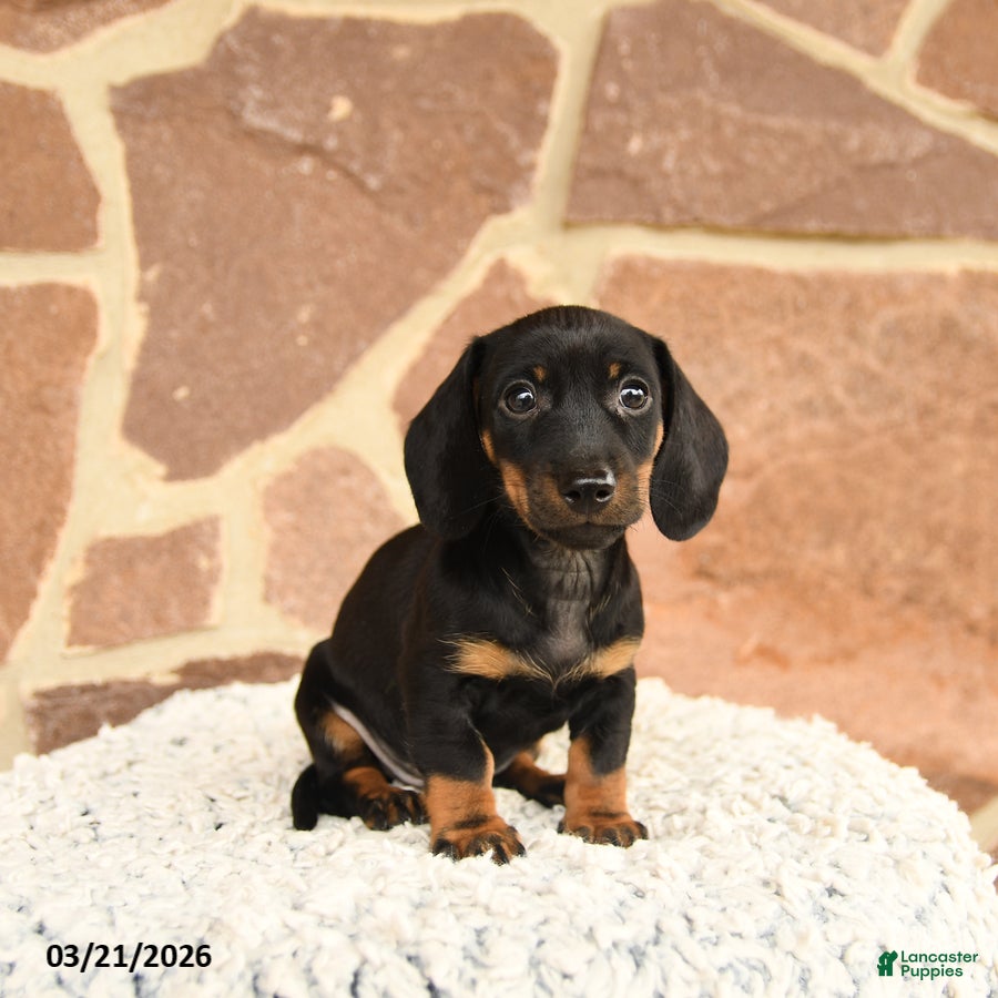 Miniature Dachshund dogs Dexter - Ad 2