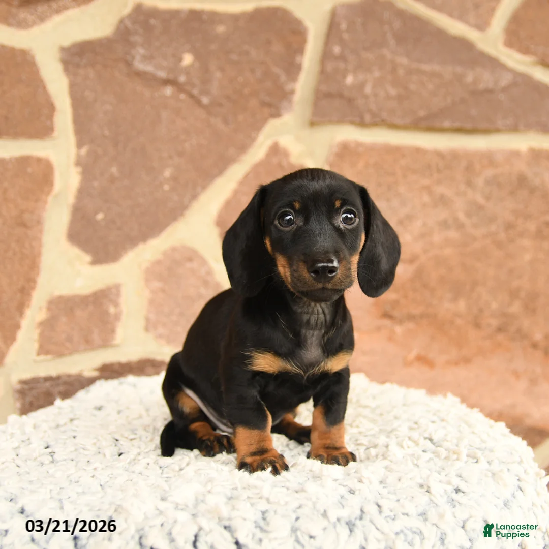 Miniature Dachshund dogs for sale: Dexter - Ad 2