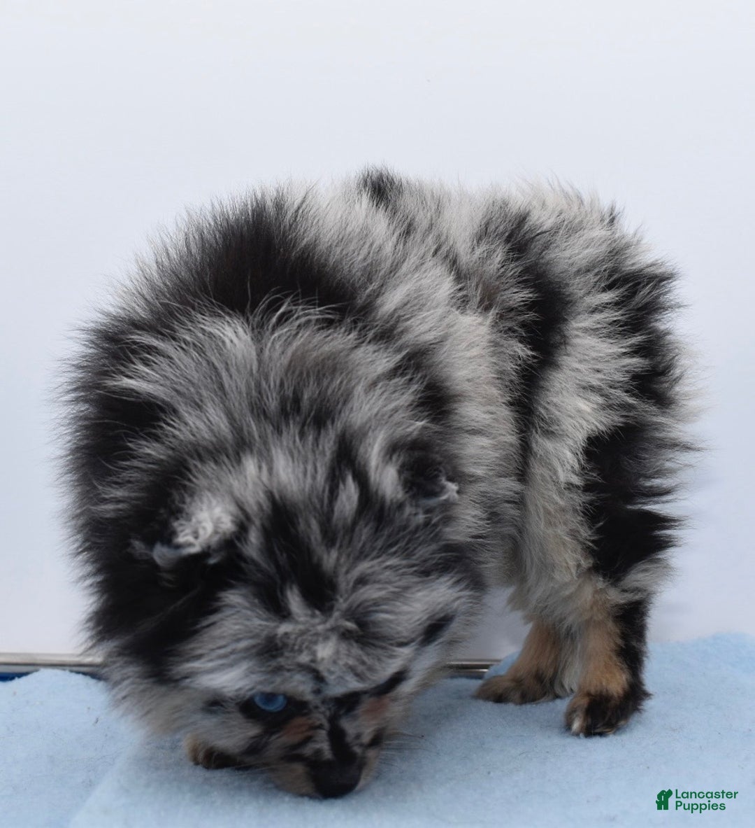 Pomsky dogs for sale: Logan - Ad 6