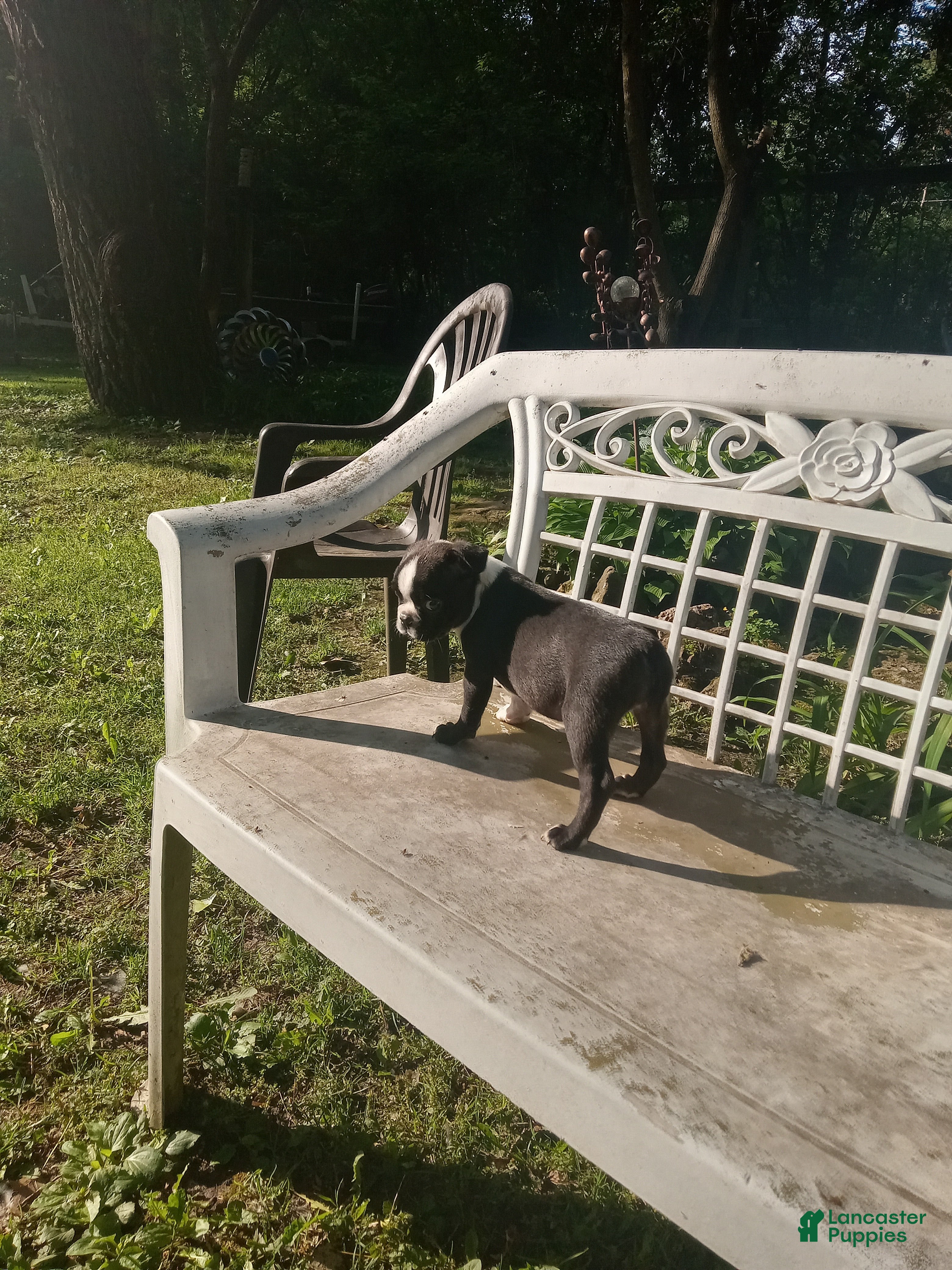 Boston Terrier dogs g-5 - Ad 2