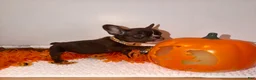 French Bulldog dogs for sale: Rojo female  - Ad 3