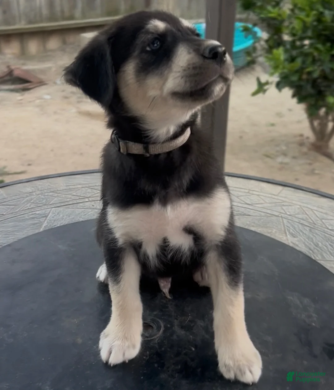 Goberian dogs for sale: Goberian Puppy 8 (Grey) - Ad 1
