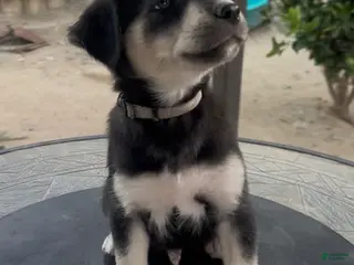 Goberian dogs Goberian Puppy 8 (Grey) - Ad 14