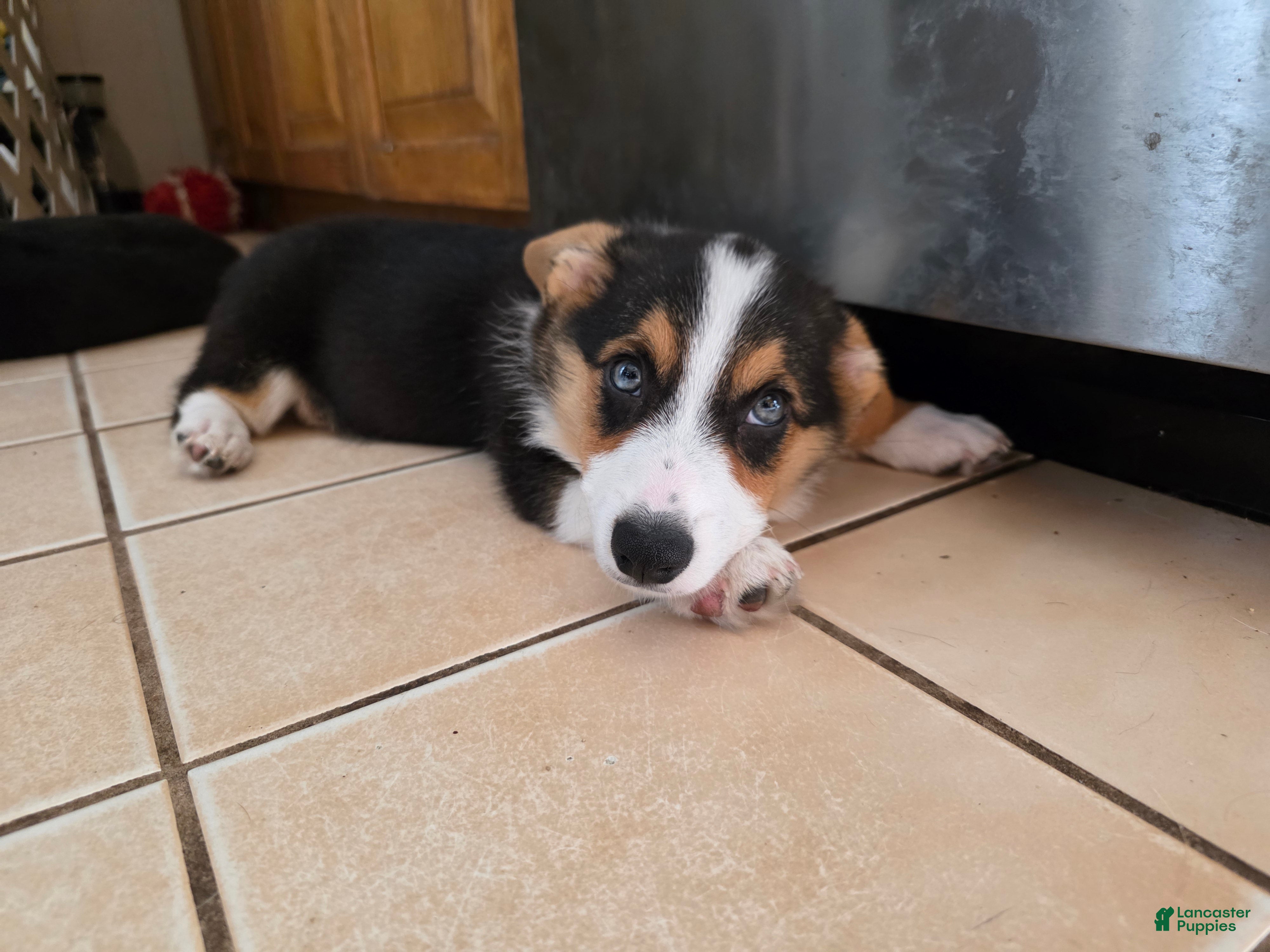 Welsh Corgi Pembroke dogs Welsh Corgi Pembroke 1 - Ad 1