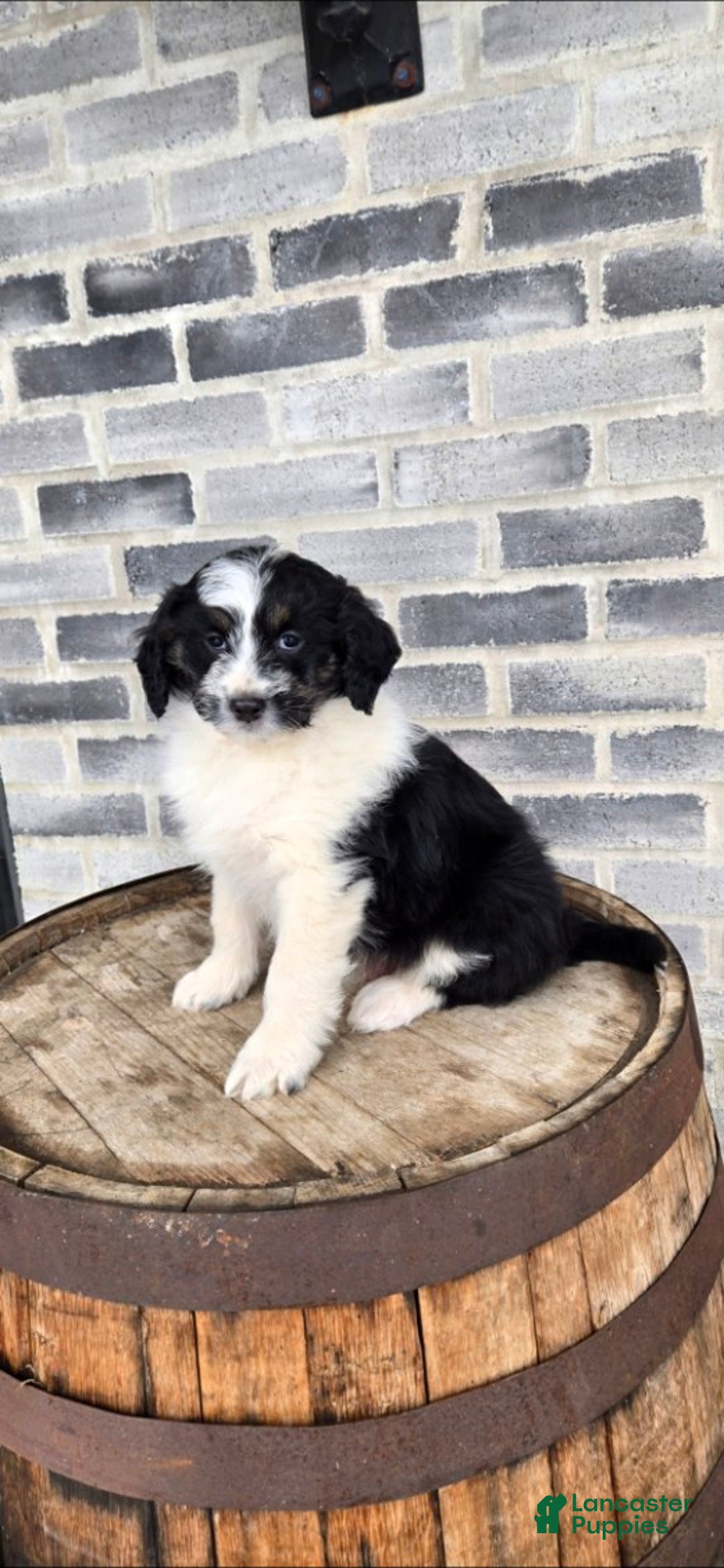 Mini Aussiedoodle dogs for sale: Rocky – Male (Tri-Color) - Ad 1