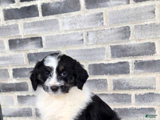 Mini Aussiedoodle dogs Rocky – Male (Tri-Color) - Ad 24