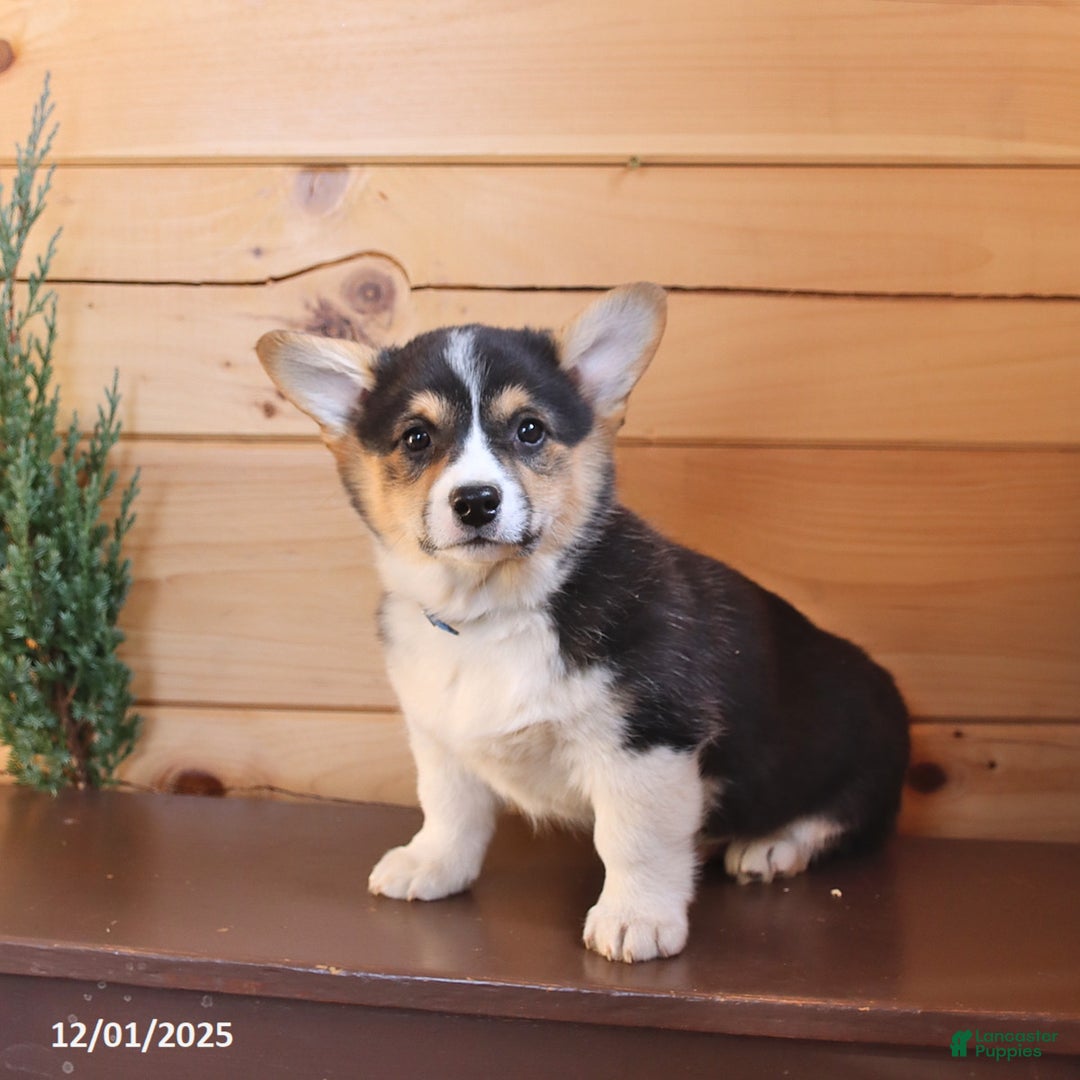 Welsh Corgi Pembroke dogs for sale: Scout - Ad 2