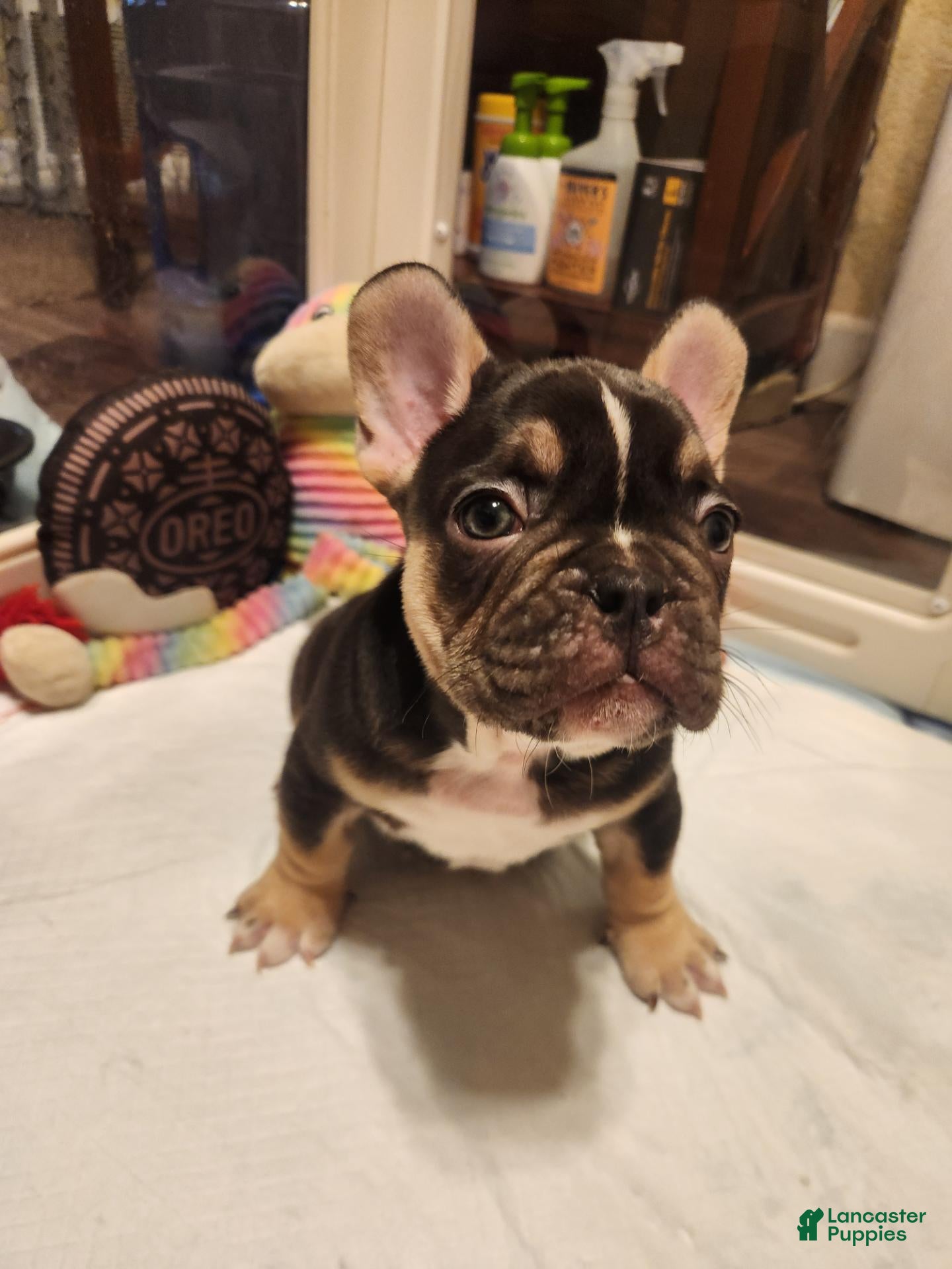 French Bulldog dogs French Bulldog 1 - Ad 1
