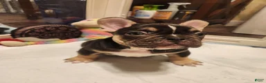 French Bulldog 1