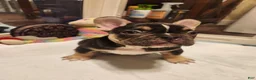 French Bulldog dogs for sale: French Bulldog 1 - Ad 1