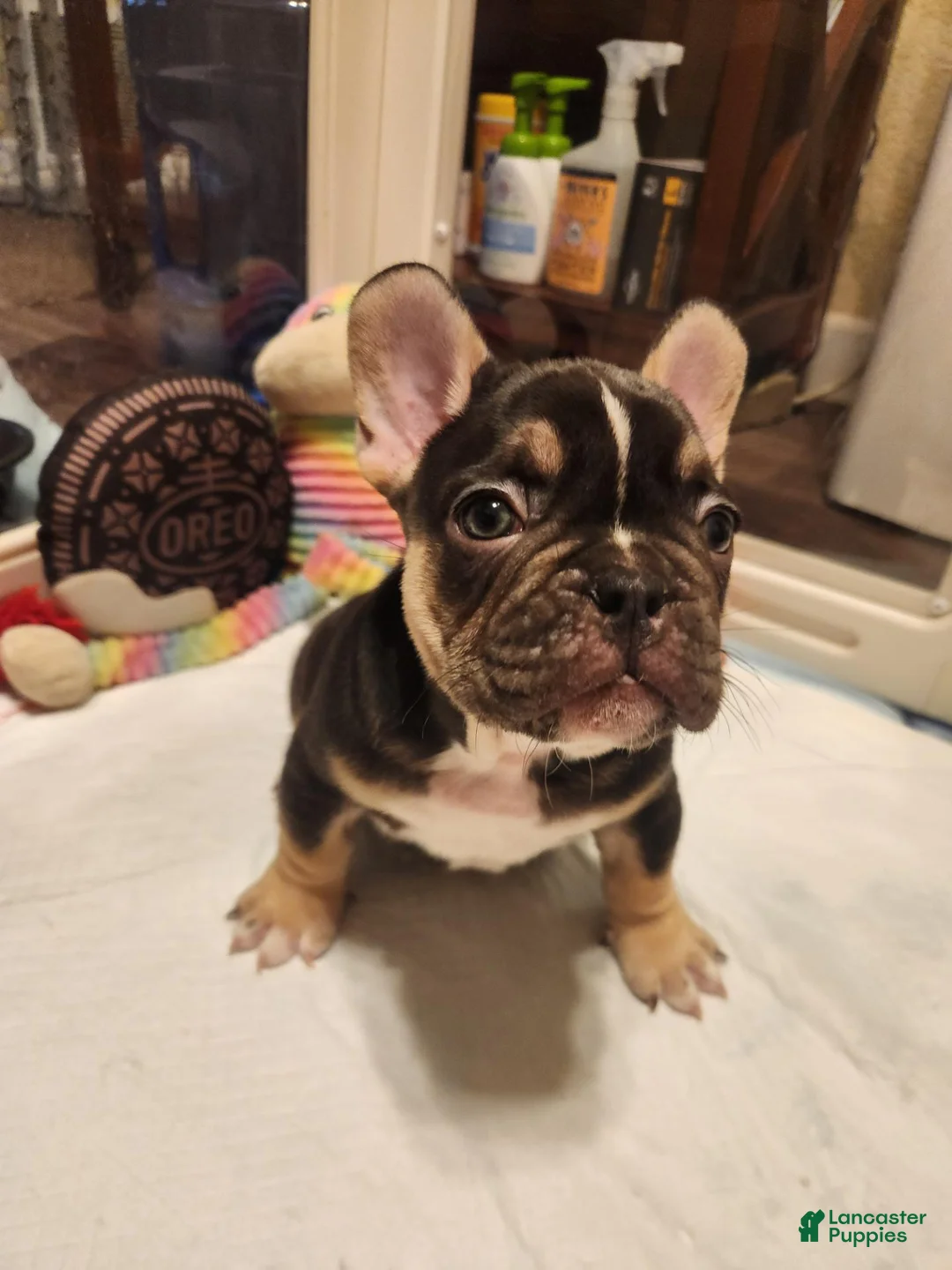 French Bulldog dogs for sale: French Bulldog 1 - Ad 1