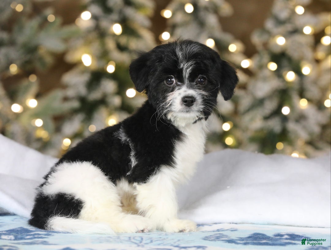 Teddy Bear dogs for sale: Noelle - Ad 45