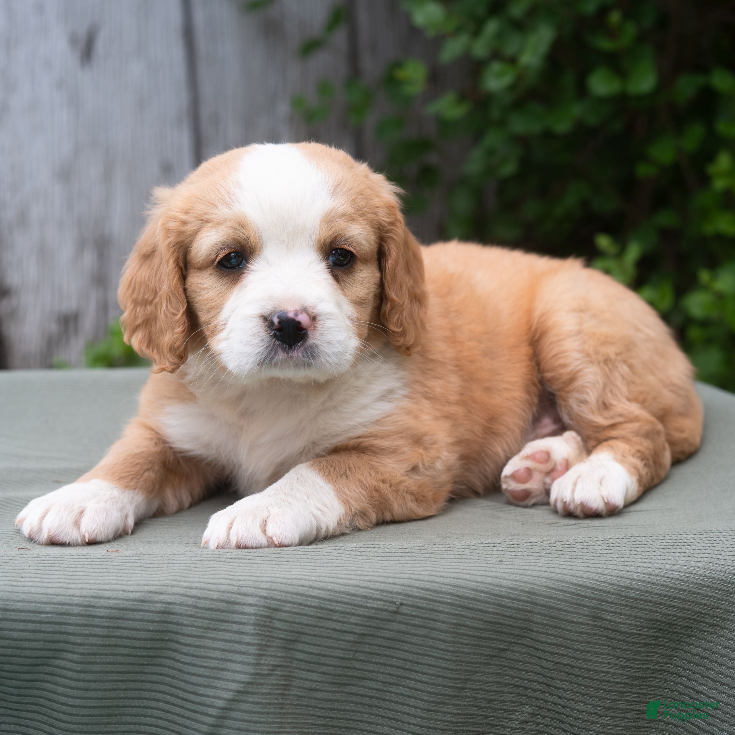 Miniature Bernese Mountain Dog dogs Kason  - Ad 2