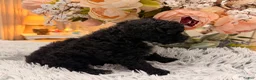 Miniature Poodle dogs for sale: Miniature Poodle 2 - Ad 2