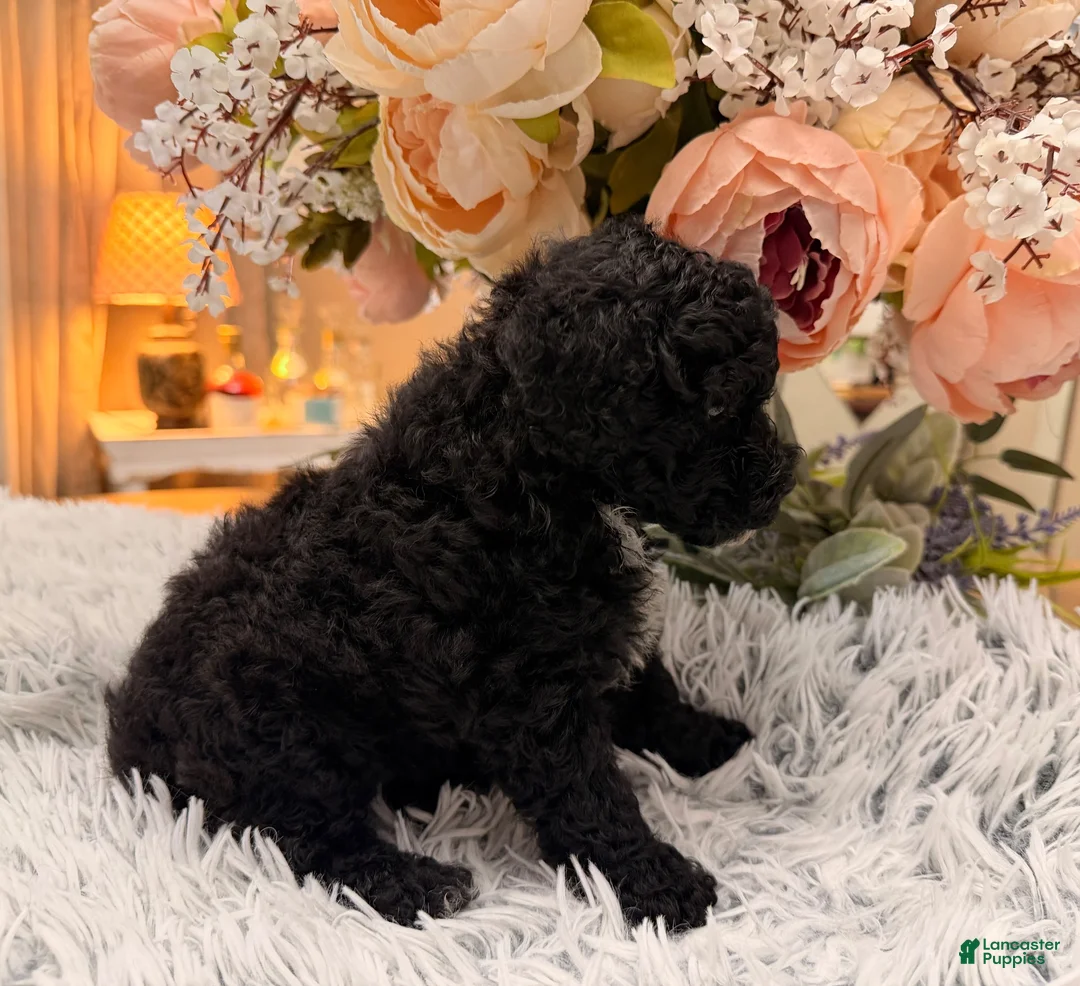 Miniature Poodle dogs for sale: Miniature Poodle 2 - Ad 2